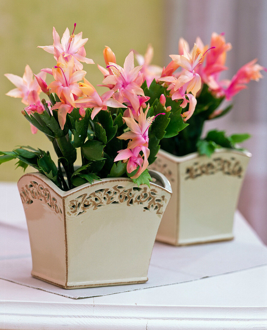 Schlumbergera 'Golden Charm' (Christmas cacti)