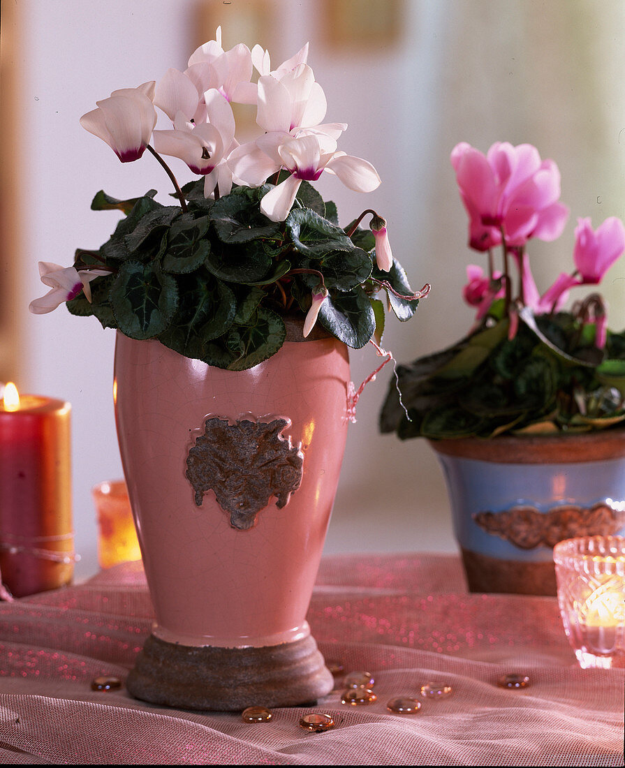 Cyclamen 'Canto White with Eye', 'Libretto Pink with Eye'