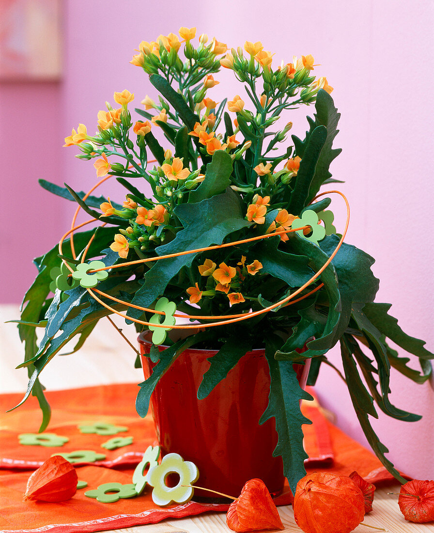 Kalanchoe 'African orange' (Flammendes Käthchen), Physalis (Lampionblume)