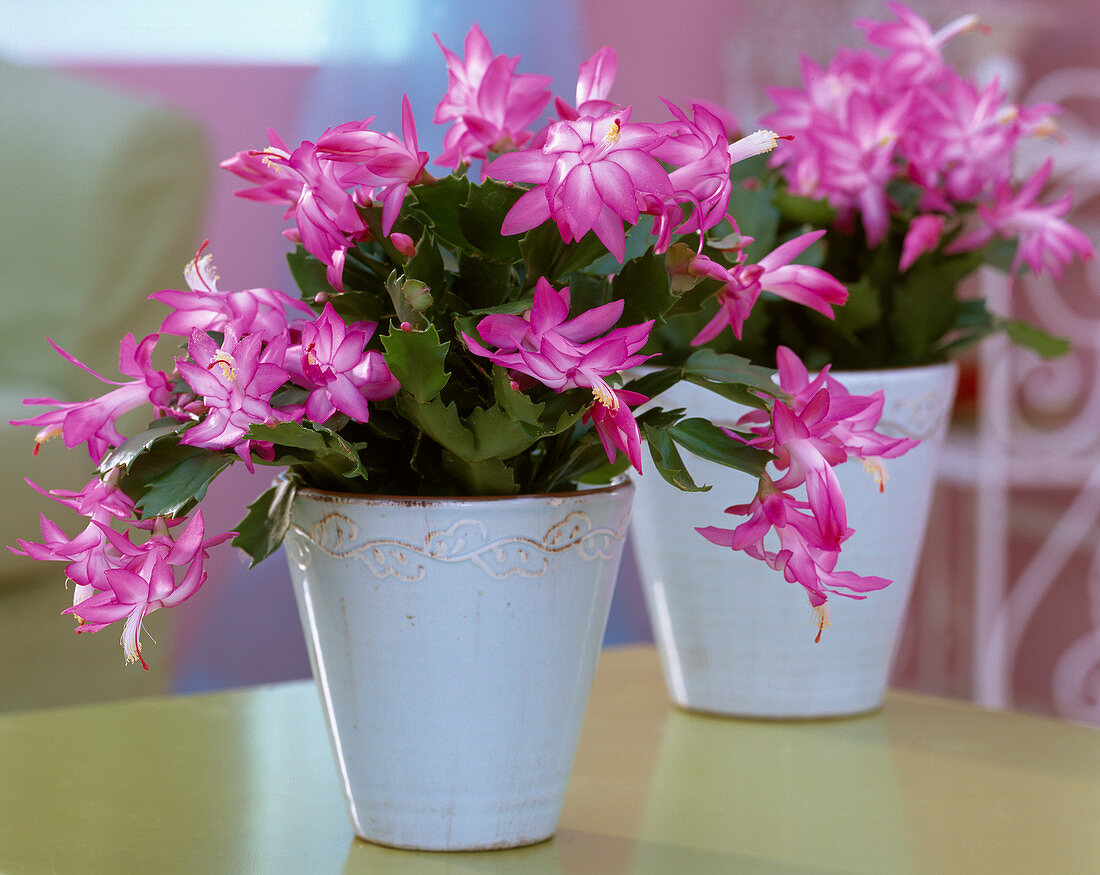 Schlumbergera Tendenza 'Jolly Dancer' (Weihnachtskakteen)