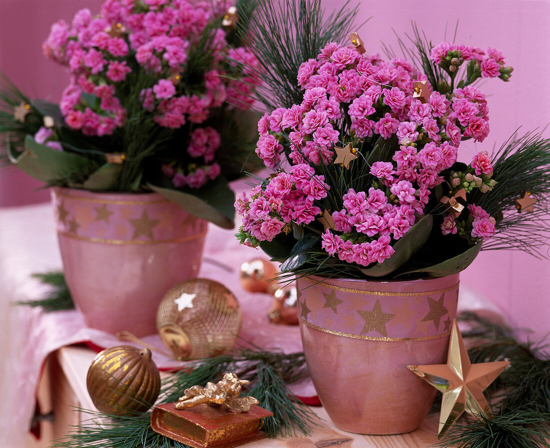 Kalanchoe calandiva 'La Douce' (gefülltes flammendes Käthchen)