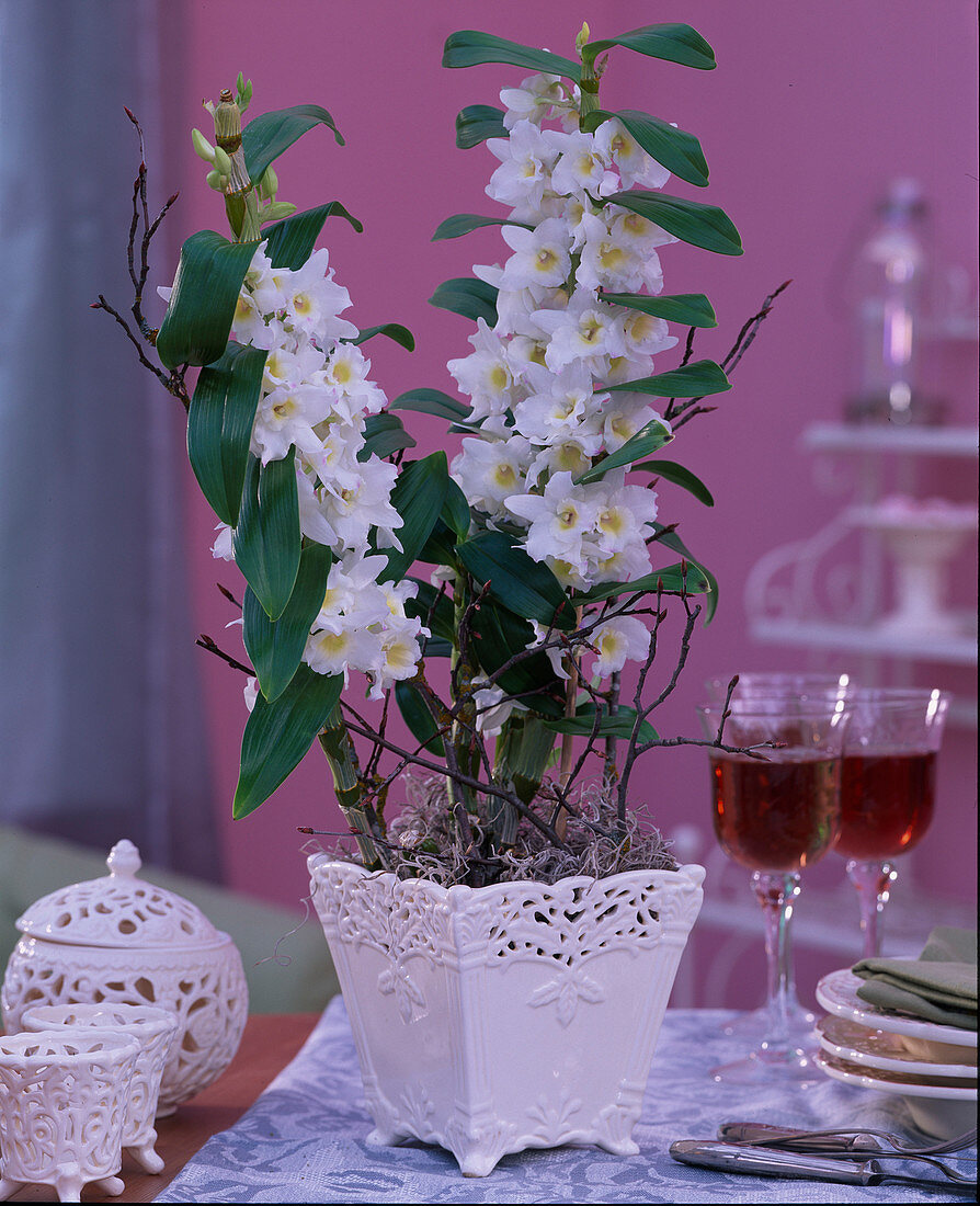 Dendrobium-Formosanum hybrid (white orchid), Fagus (beech twigs)