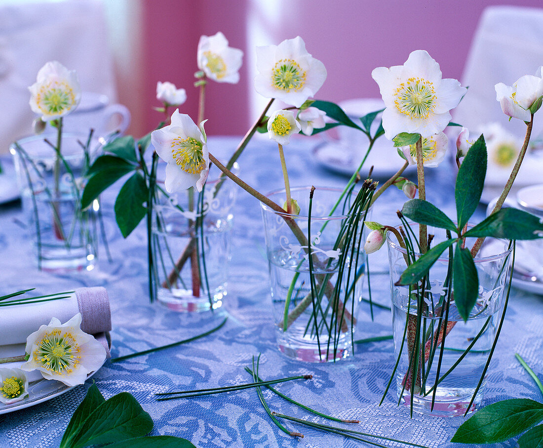 Helleborus niger (Christmas roses), Pinus (pine needles), in small glasses