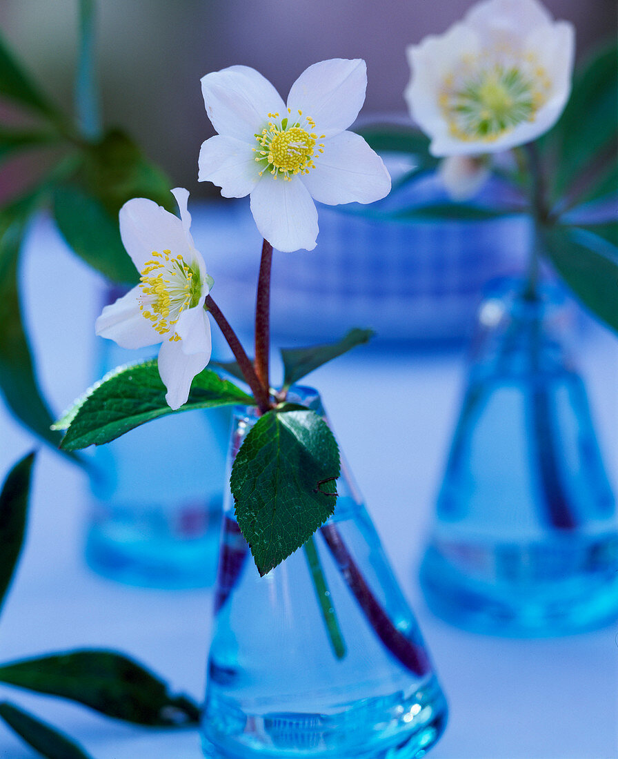 Helleborus niger (Christmas rose) stalks in swinging vase