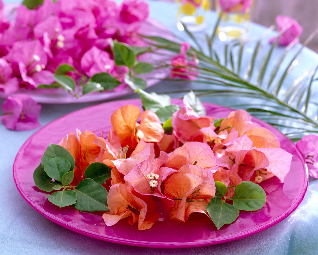 Bougainvilleablüten und -blätter auf pinkem Glasteller, Phönix