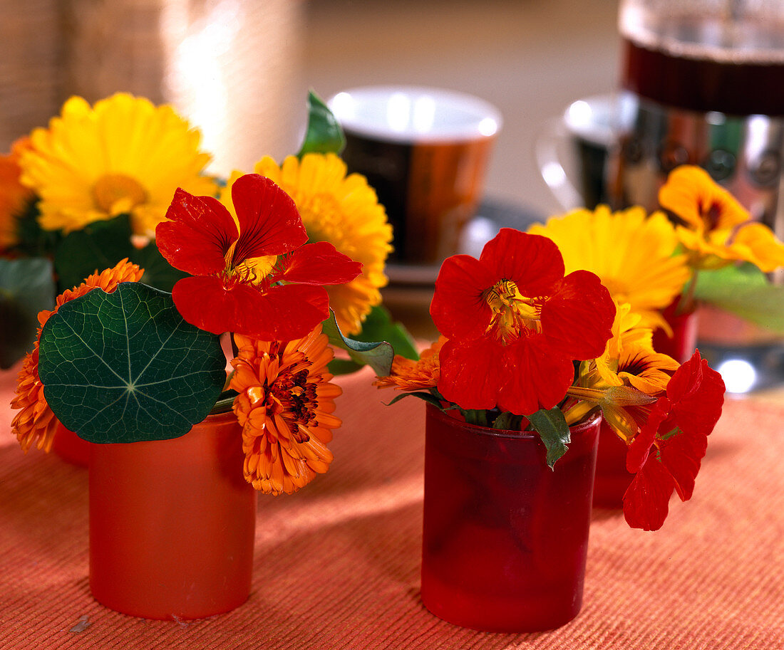 Tropaeolum (rote Kapuzinerkresse), Calendula (Ringelblumen in rotem und orangem)