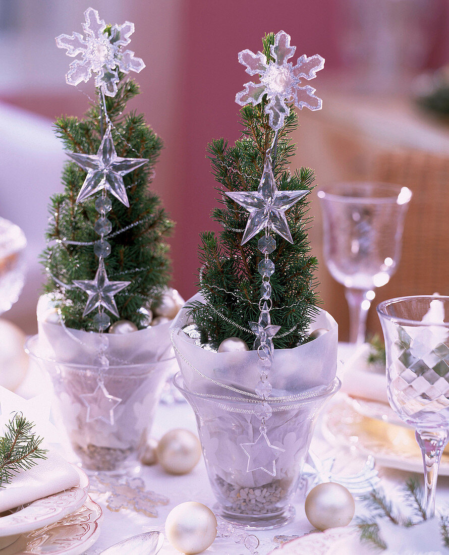 Picea glauca 'Conica' (sugarloaf spruce) with glassware