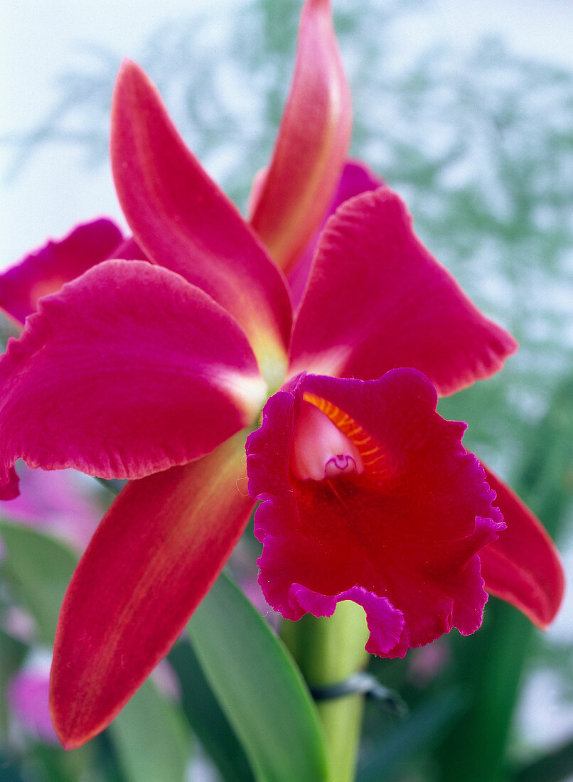 Cattleya (rotblühende Orchideenhybride)