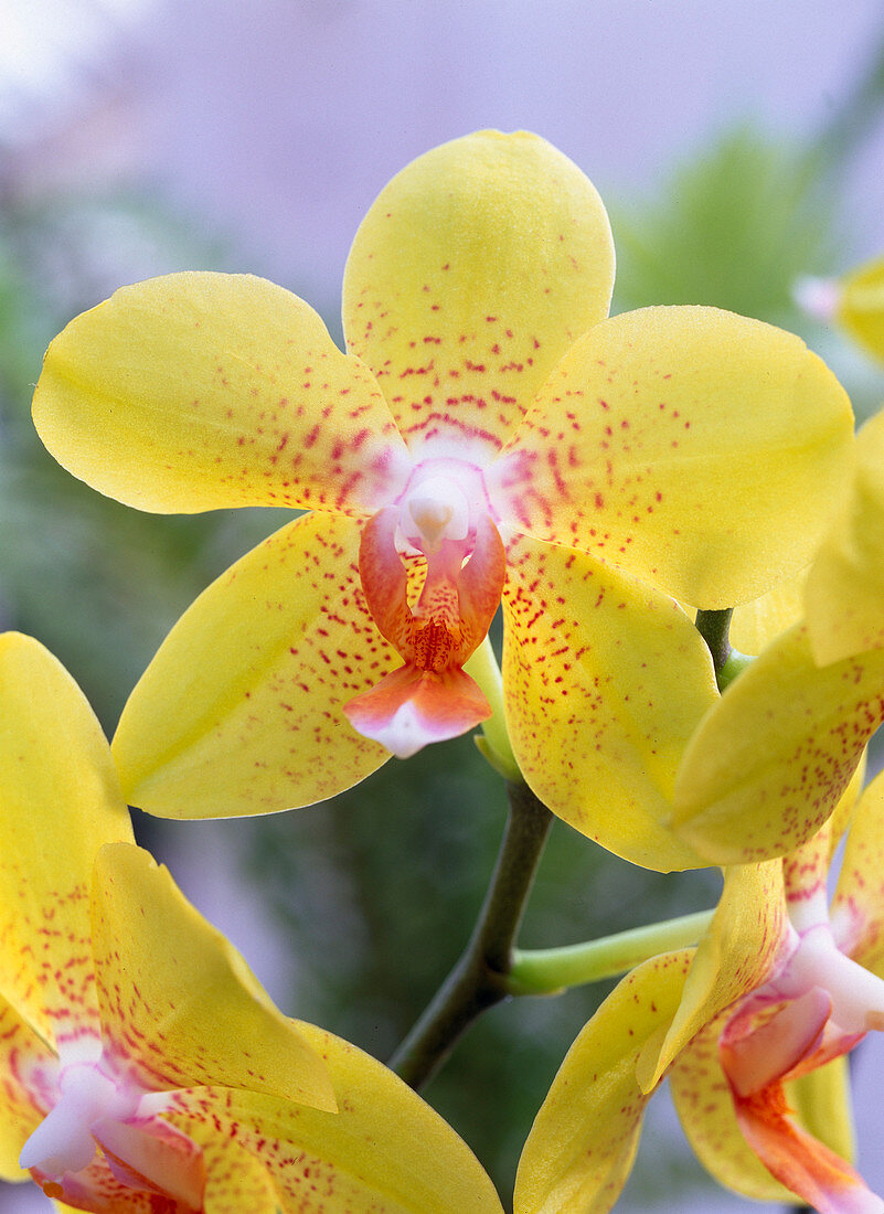 Phalaenopsis / Malayenblume, gelbe Blüte mit oranger Mitte und orangen Flecken