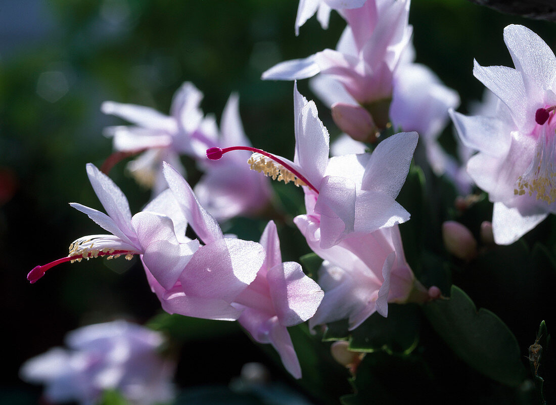 Schlumbergera 'Witte Eva' (white flowers)