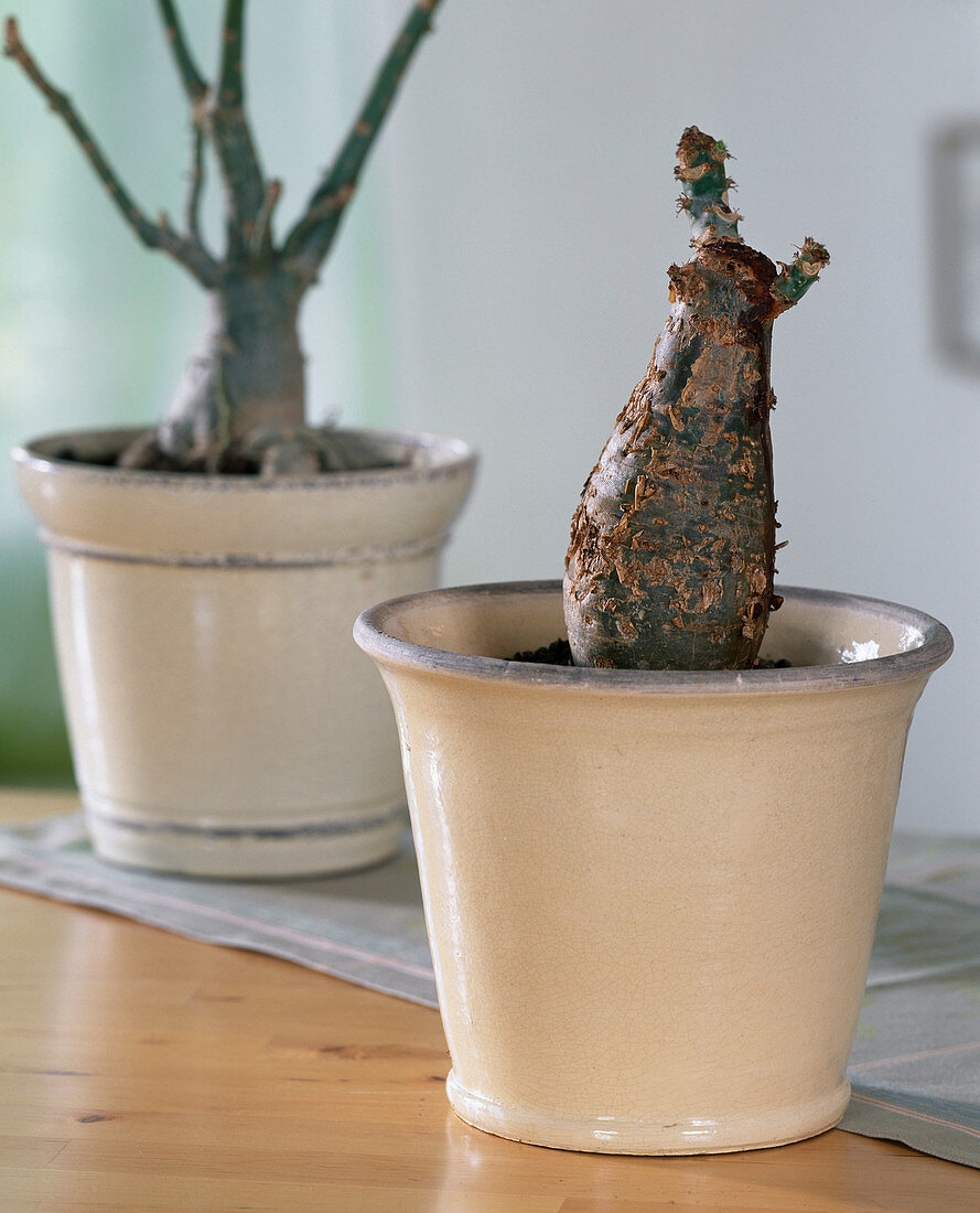 Jatropha podagrica (bottle plant)