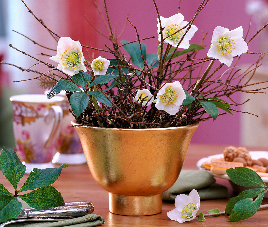 Helleborus niger (Christmas rose), dry twigs of picea (spruce), golden peel