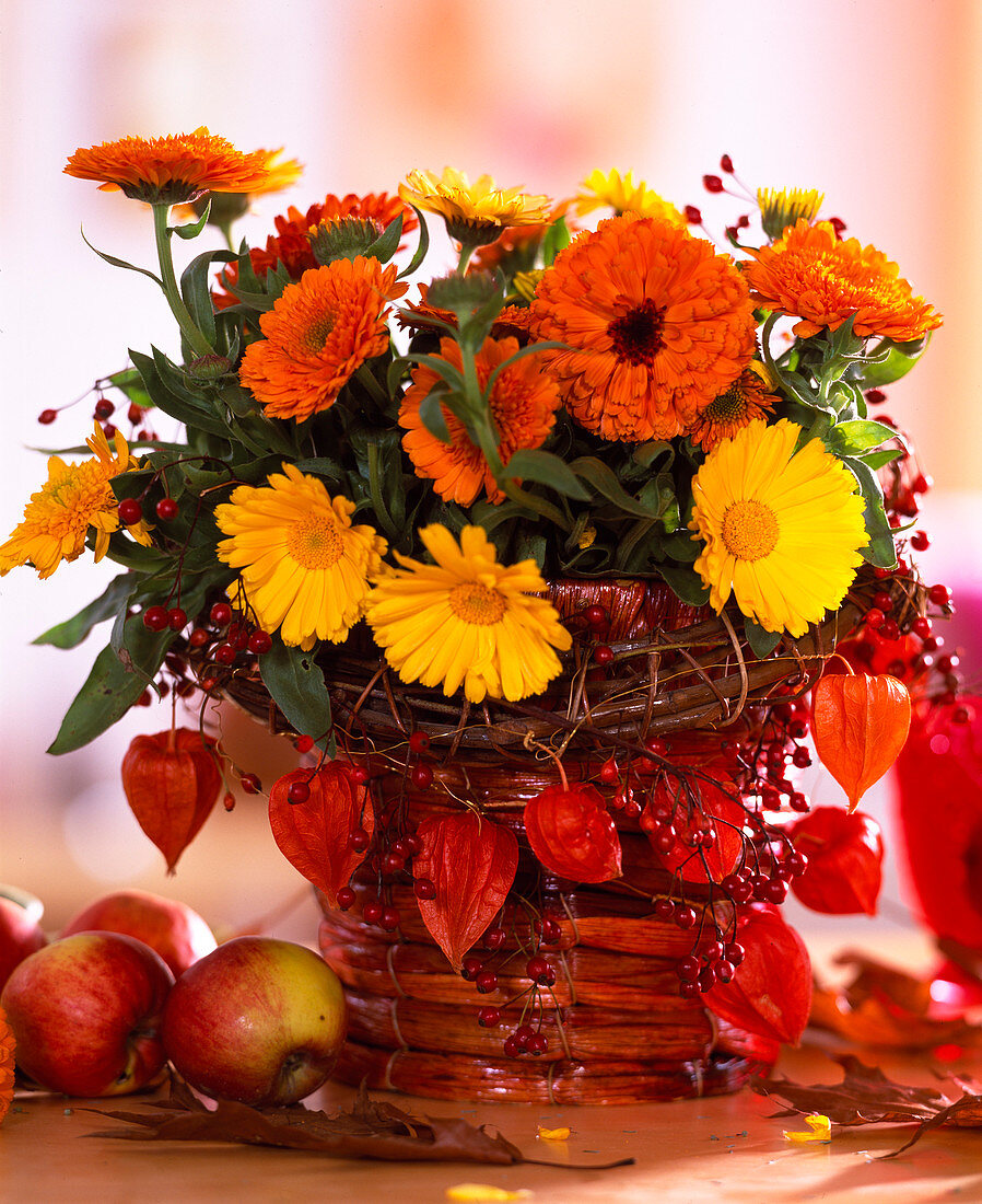 Calendula (marigolds), Physalis (lanterns), Rosa (rosehips), Malus (apples)