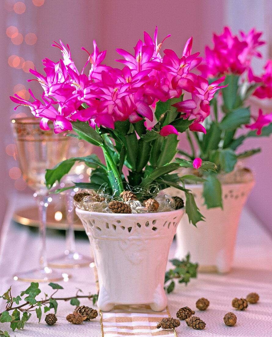 Schlumbergera Tendenza 'Jolly Dancer' (Christmas cactus)