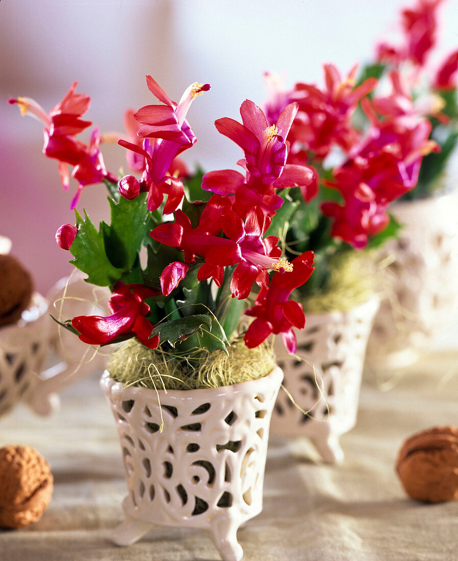 Schlumbergera (Christmas cactus)