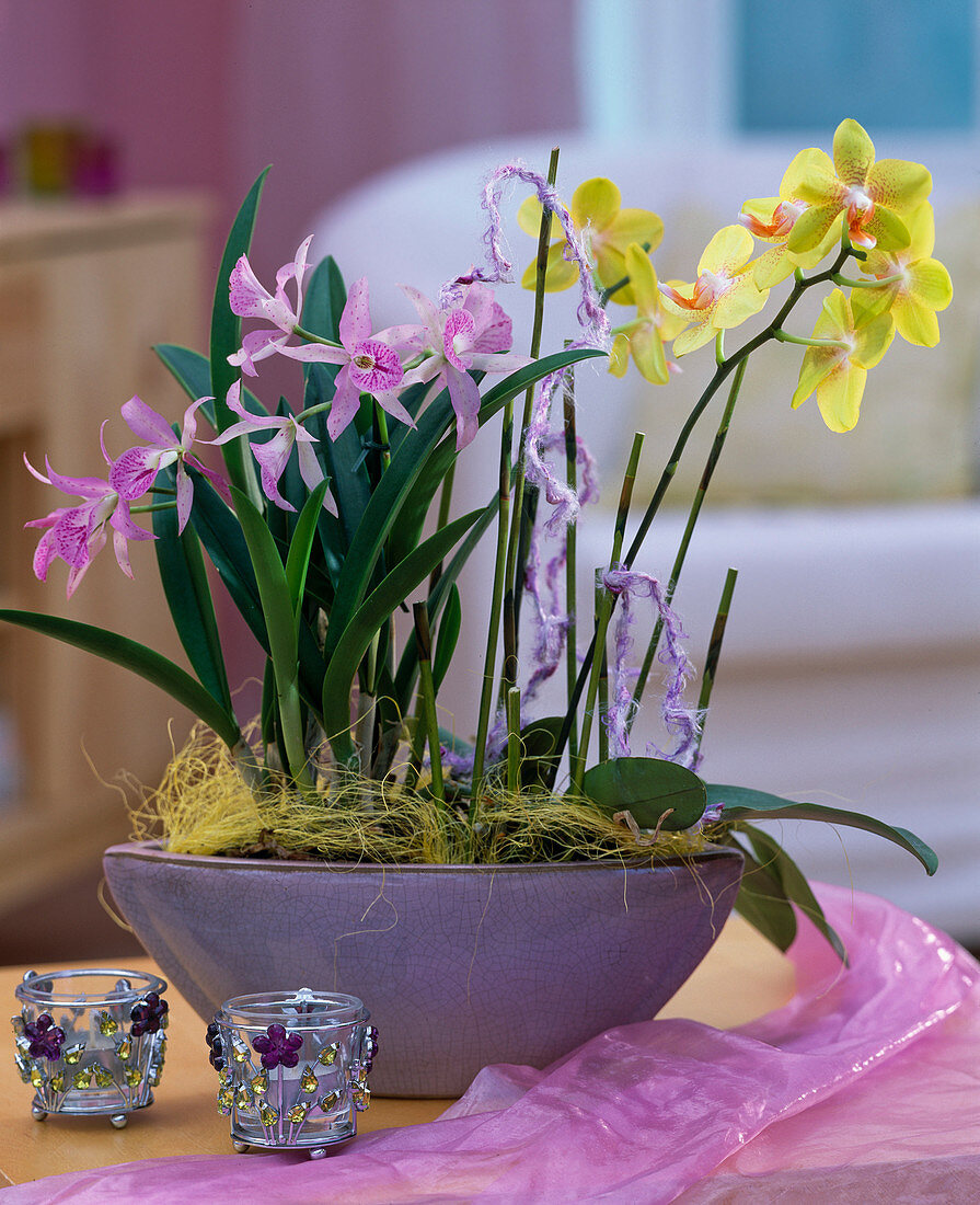 Phalaenopsis und Cattleya / Orchideen