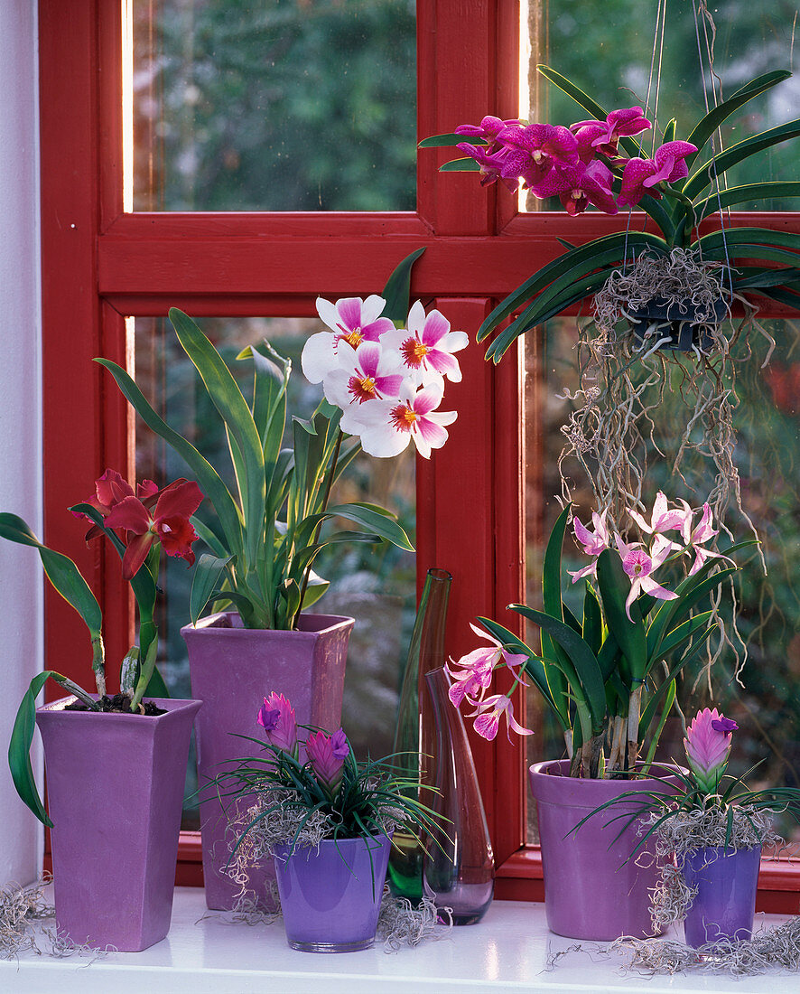 Orchideenfenster