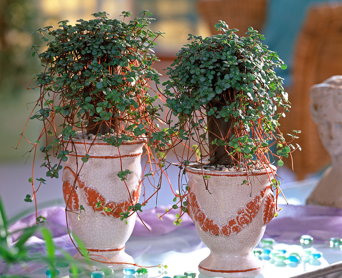 Pilea libanensis 'Greyii' (Gunflower)