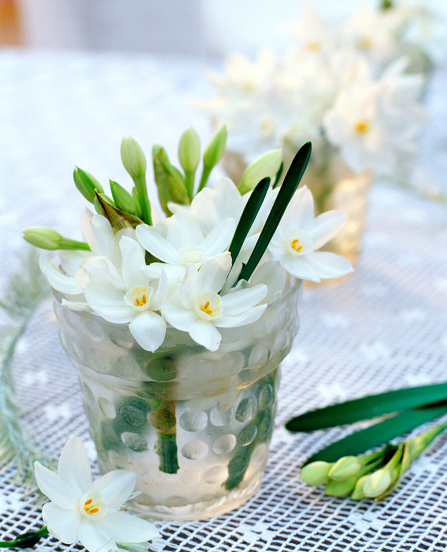 Narcissus (Tazett daffodils) in matt glass with rim