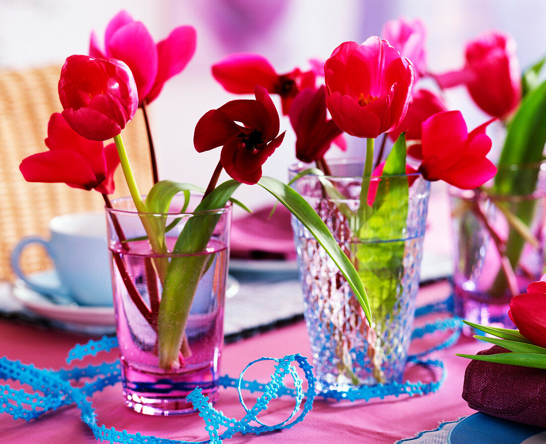 Tulipa (tulips), Cyclamen (cyclamen)