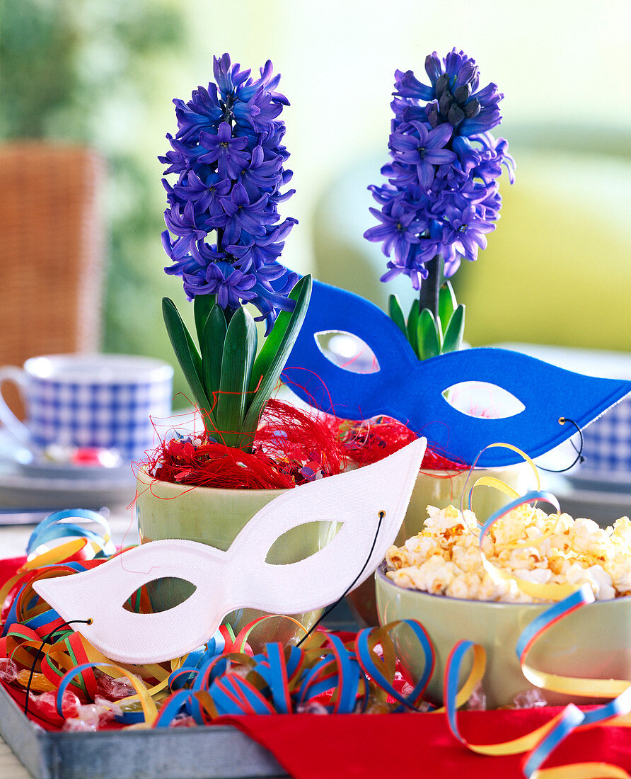 Hyacinthus orientalis (Hyacinths) with red sisal