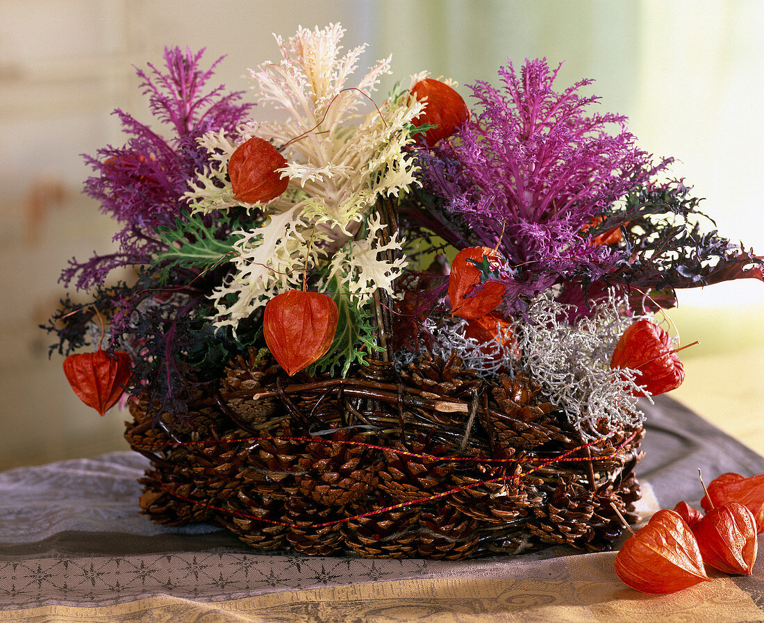 Brassica (Zierkohl), Calocephalus (Stacheldraht), Physalis (Lampions), Pinus (Kiefernzapfen)