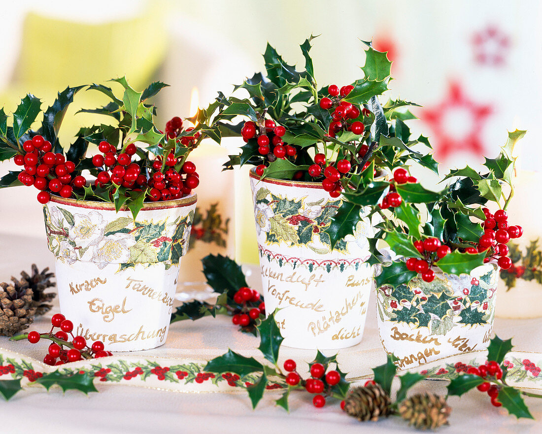 Ilex 'Alaska' (Holly), pots with decoupage, ribbon, cones