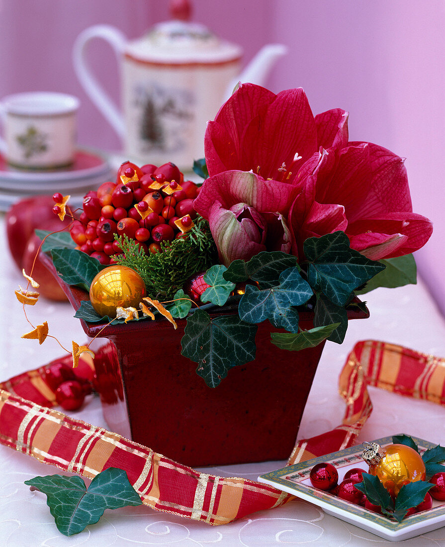 Hippeastrum (Amaryllis), Hedera (Ivy), Chamaecyparis (Scheinzypresse), Rosa (Hagebutten)