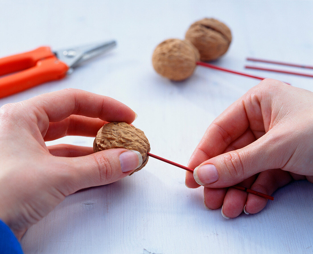 Walnut kipper, red stick in juglans (walnut)