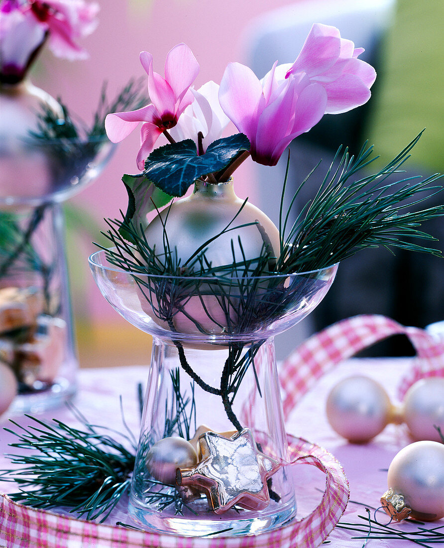 Cyclamen (cyclamen), Pinus (silk pine), tree ball as vase, tree ornaments