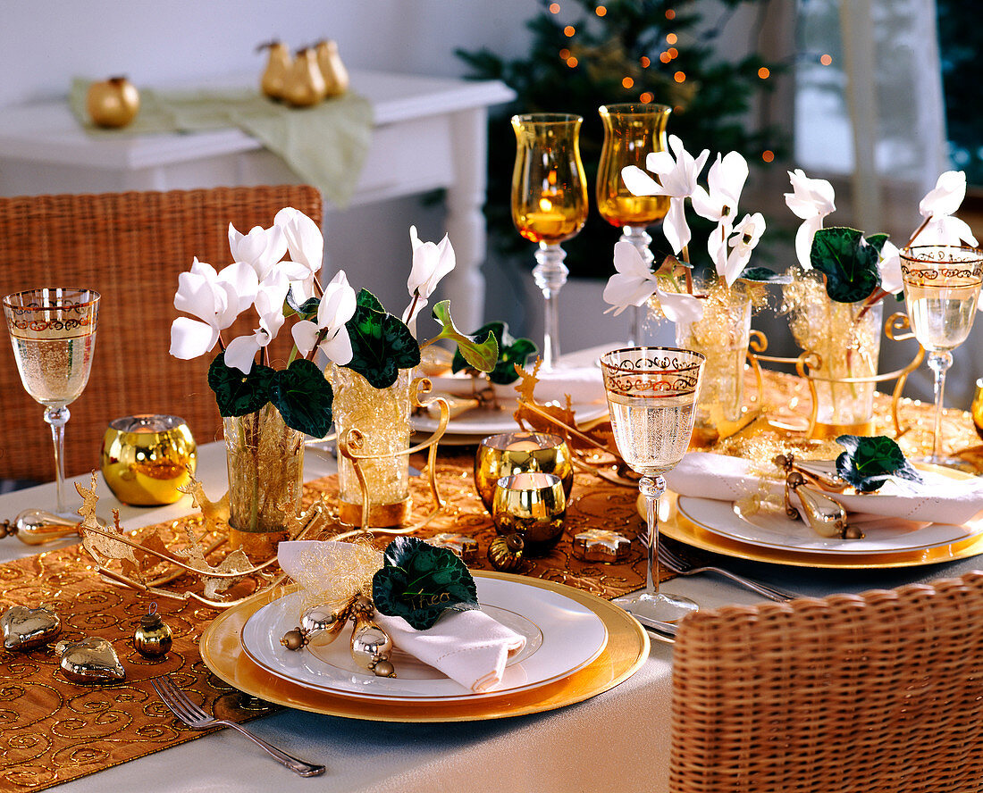 White-golden table decoration: cyclamen (cyclamen), angel hair as a plug-in aid