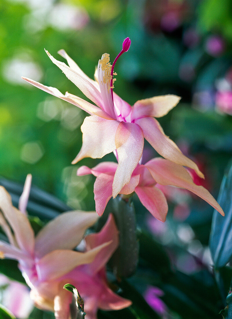 Schlumbergera 'Gold Charm' (Blüten vom Weihnachtskaktus)