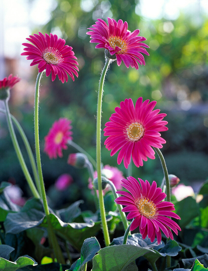 Gerbera Everlast 'Carmine' (Gerbera Blüten)