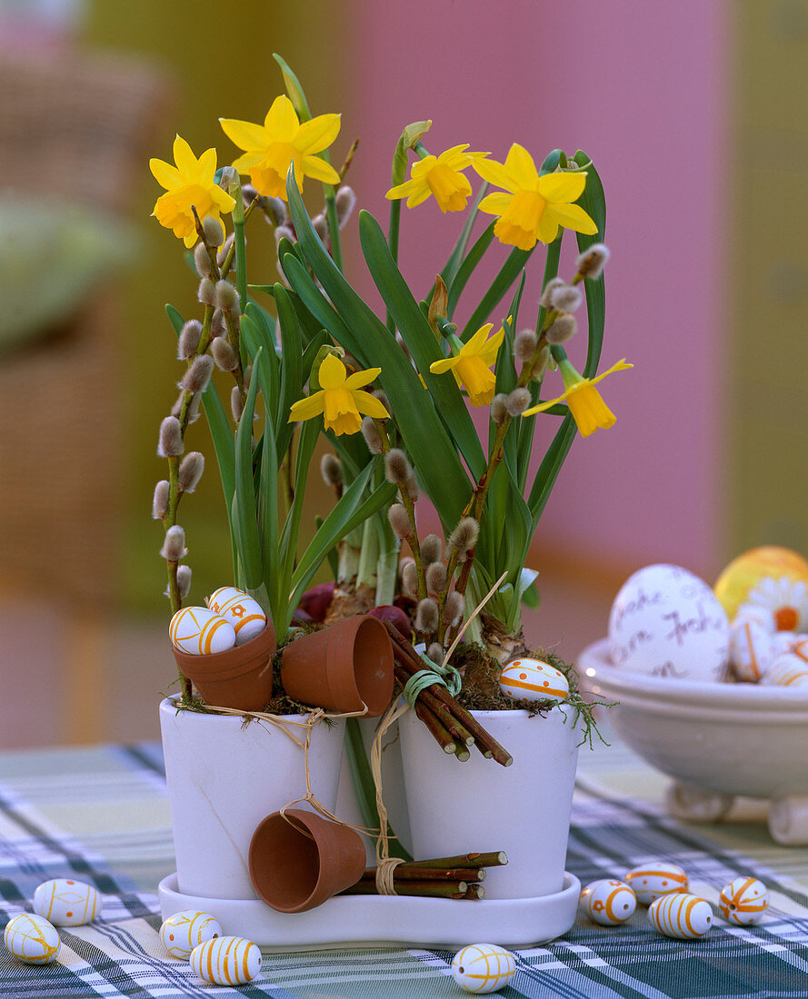 Narcissus 'Tete a Tete' (Daffodils)