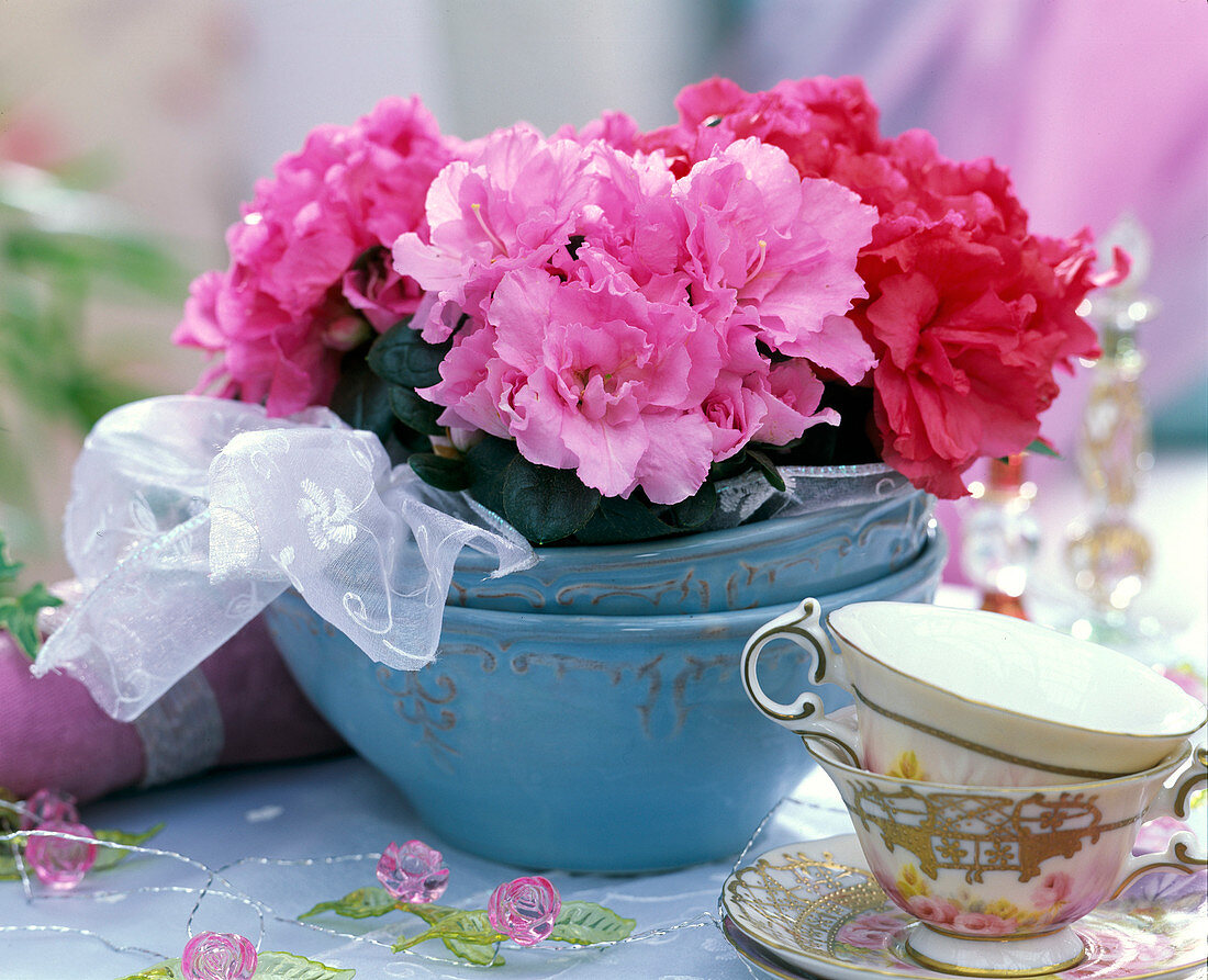 Rhododendron simsii, pink, pink and red (room azalea)