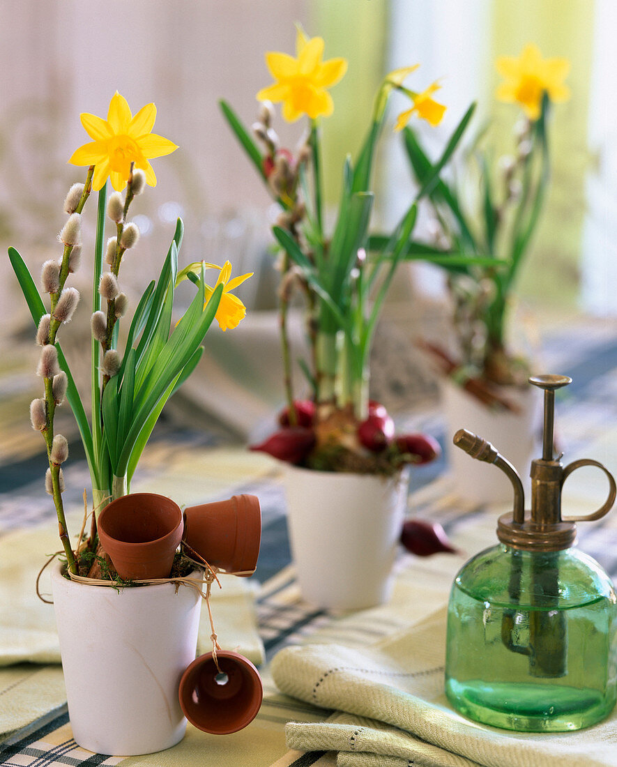 Narcissus 'Tete a Tete' (daffodil)