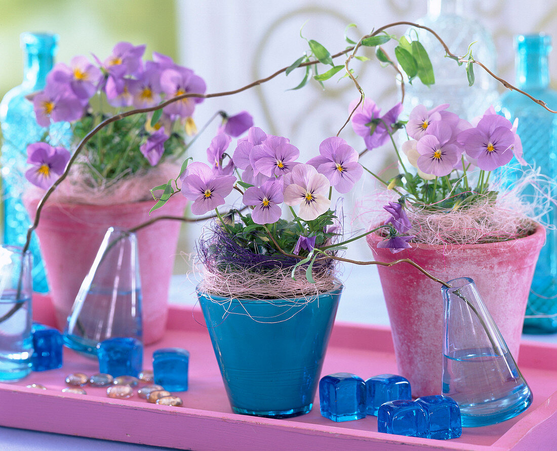 Viola Sorbet 'Lilac Ice' (Horned Violet)