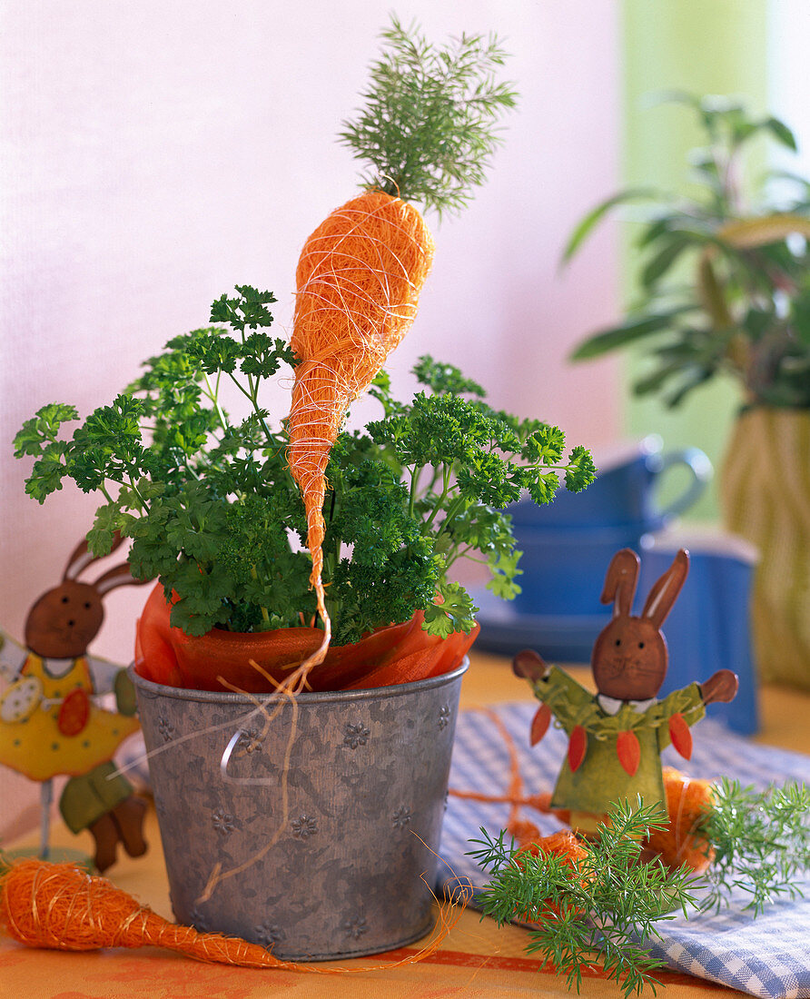 Petroselinum (Parsley) in a tin pot