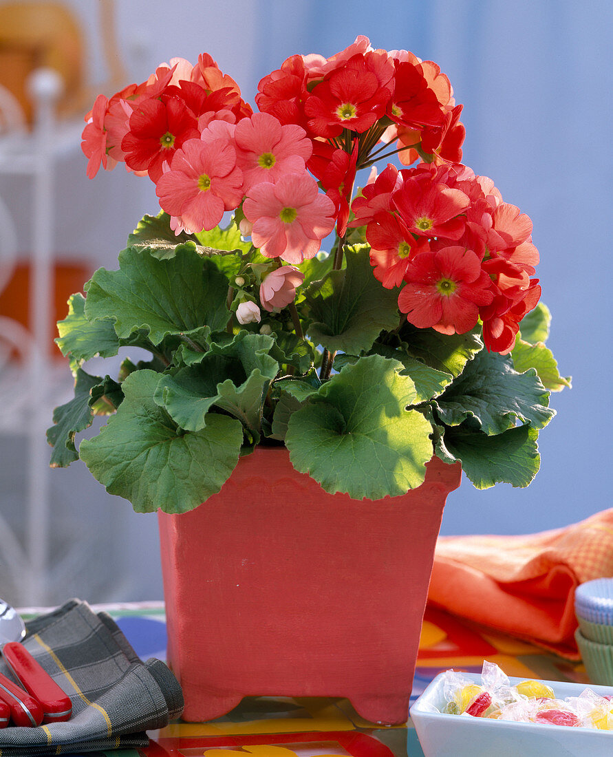 Primula obconica (Becherprimel) - orange