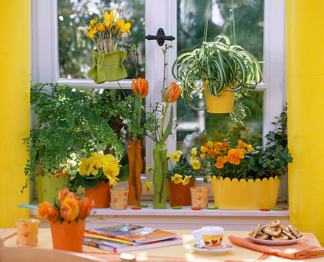 Adiantum (maidenhair fern), Chlorophytum (green lily)