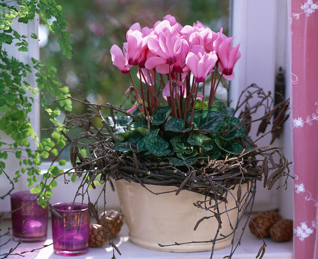 Cyclamen (Cyclamen), Betula (Birch)