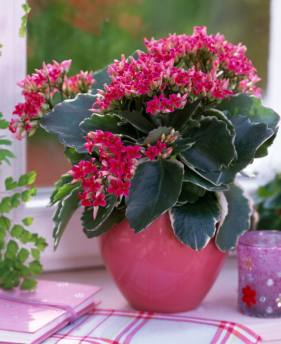 Kalanchoe 'Emma' (Blazing Katy)