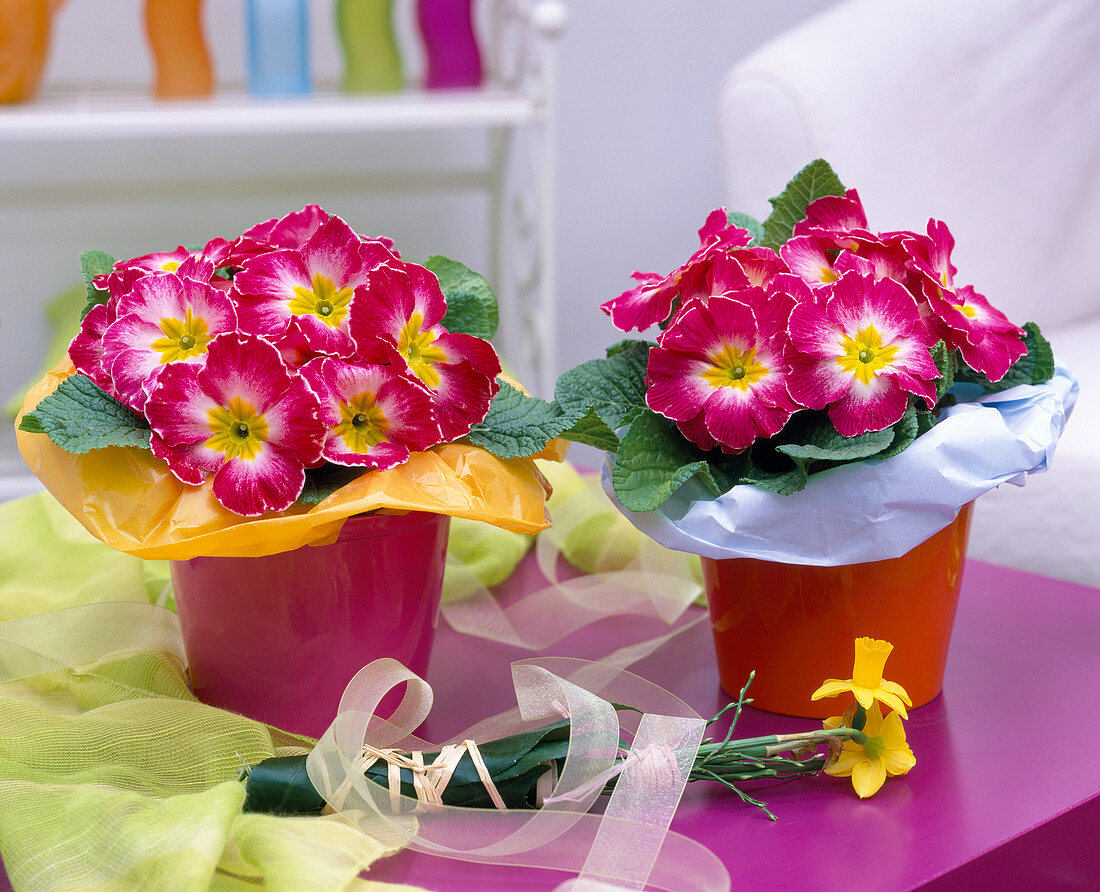 Primula acaulis (spring primrose) with tissue paper sleeves