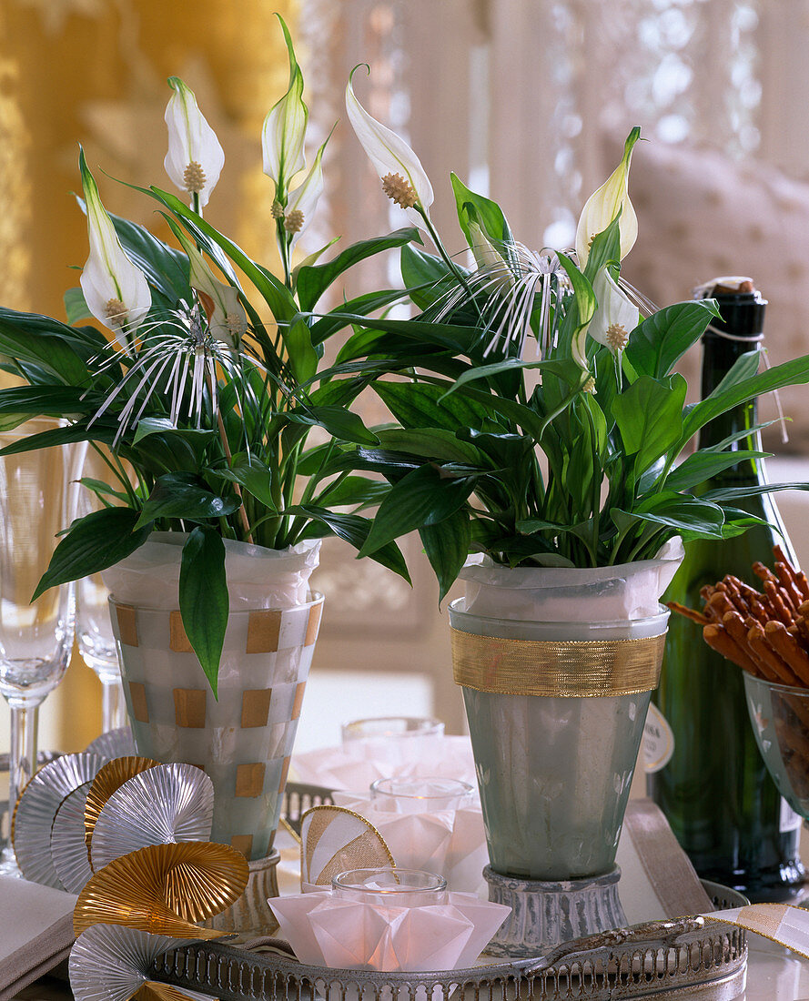 Spathiphyllum (monocot) with tissue paper