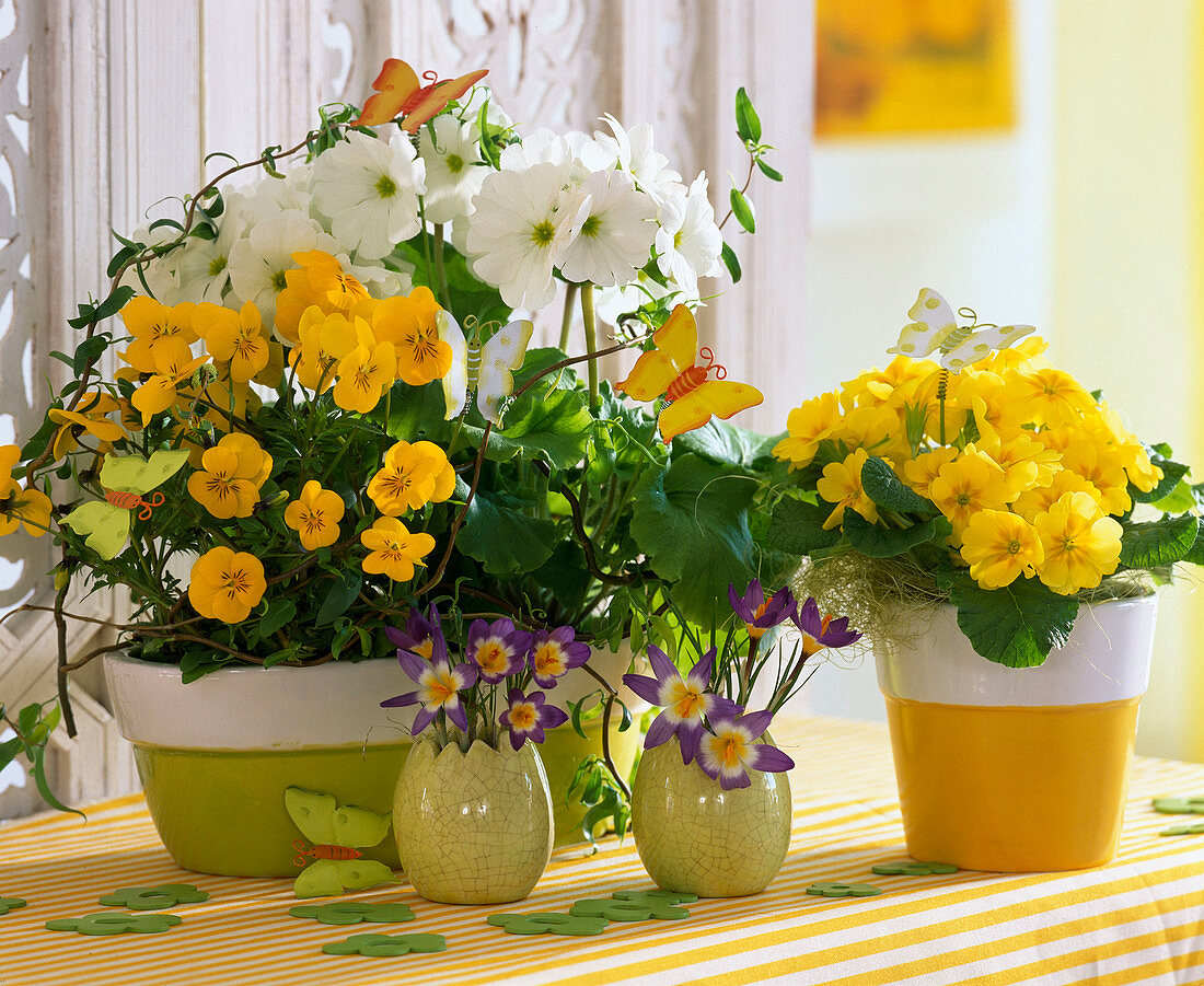 Primula acaulis und obconica (Frühlings- und Becherprimel)