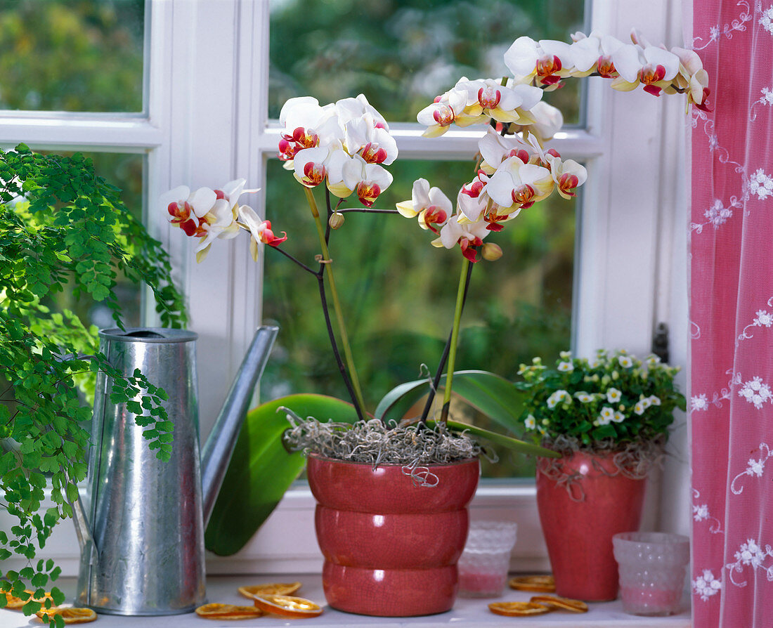 Phalaenopsis (Malayan flower) at the window