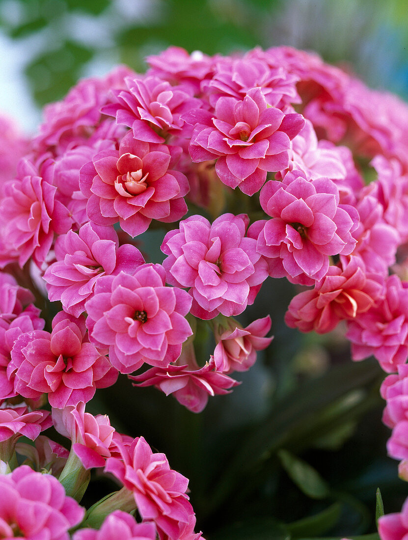 Kalanchoe Calandiva 'Cerise Pink'