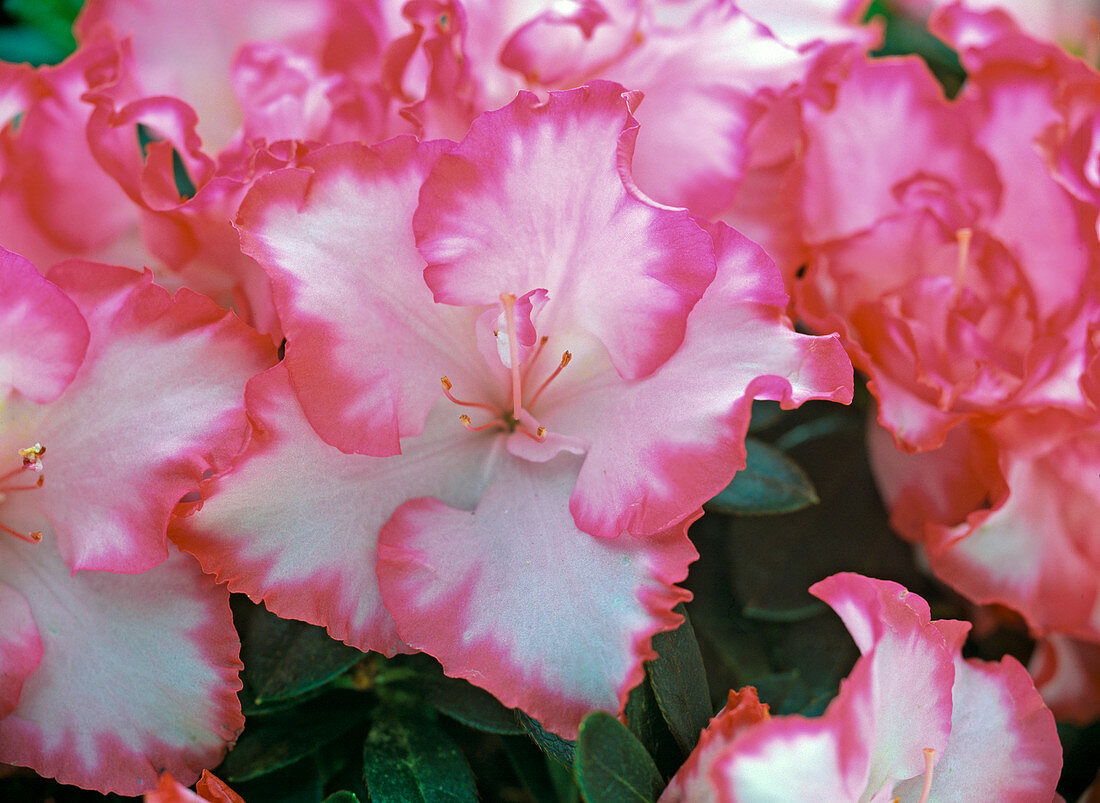 Rhododendron simsii (Zimmerazalee)