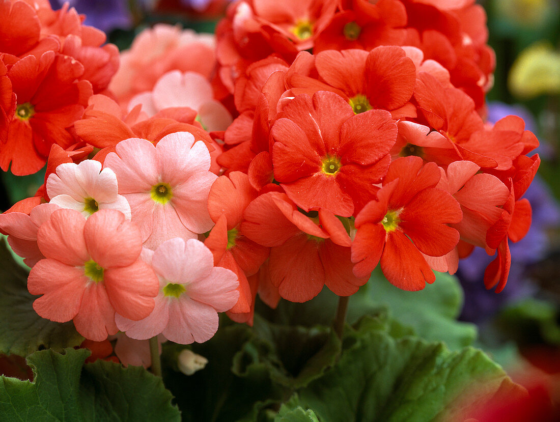 Primula obconica (Becherprimel)