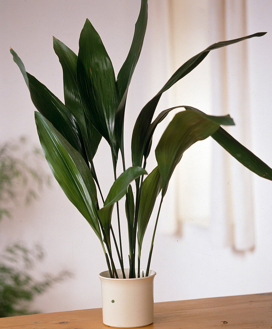 Aspidistra elatior (cobbler palm)